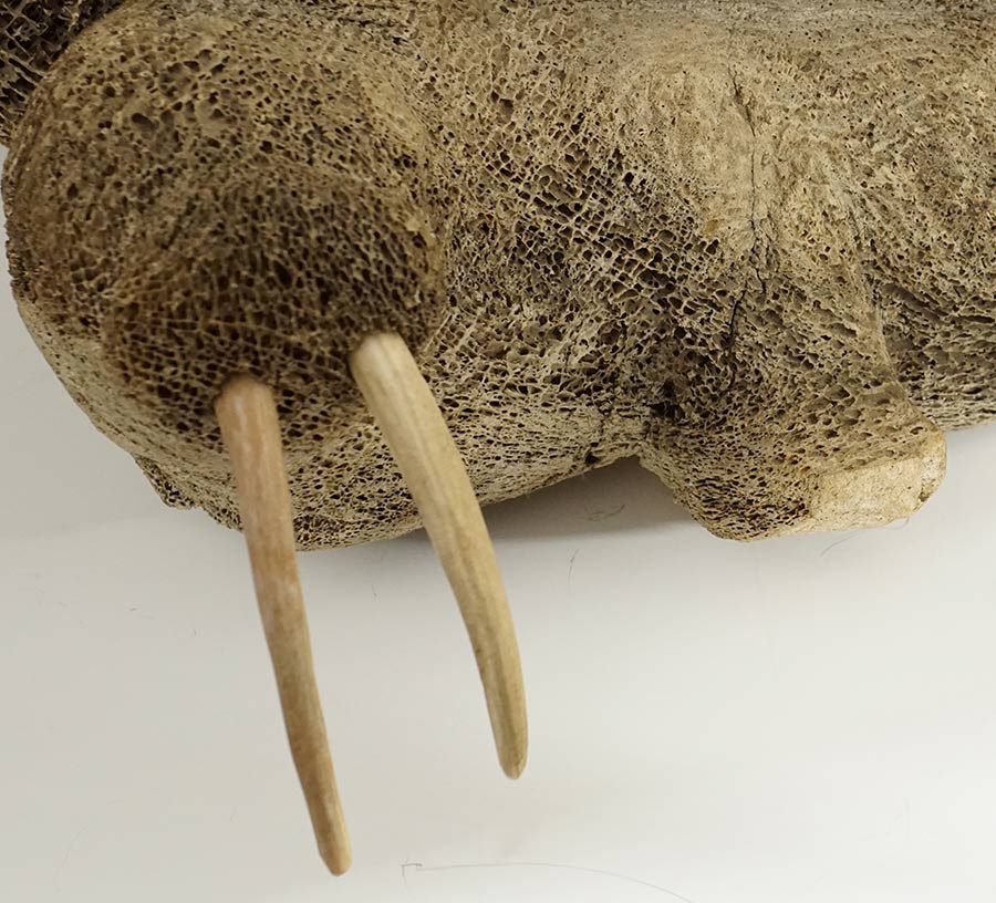 Three Playing Whalebone Walruses
