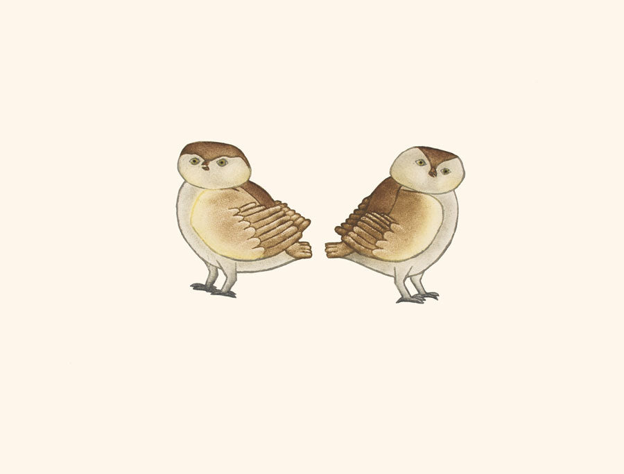 KILLIKTEE KILLIKTEE Owlettes