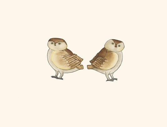 KILLIKTEE KILLIKTEE Owlettes