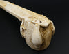 Antique Eskimo Carved Bone Pipe