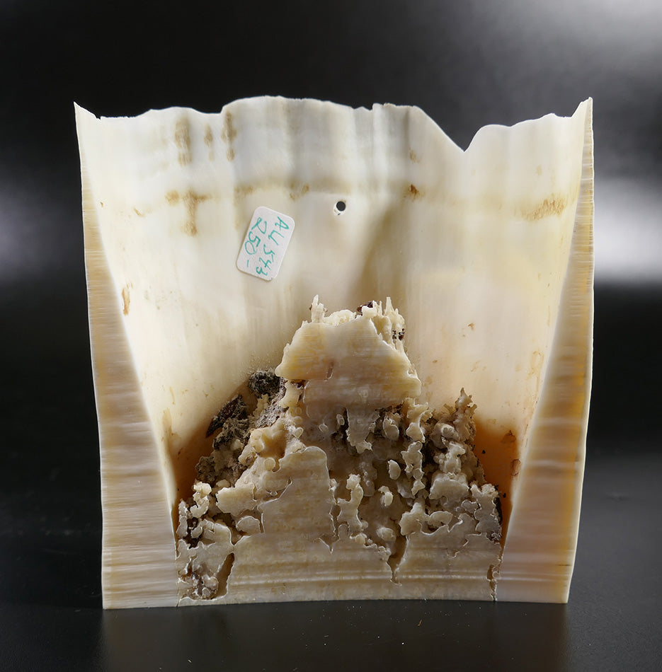 Ivory Bas Relief Walrus Carving Eskimo Art Dennis Pungowiyi