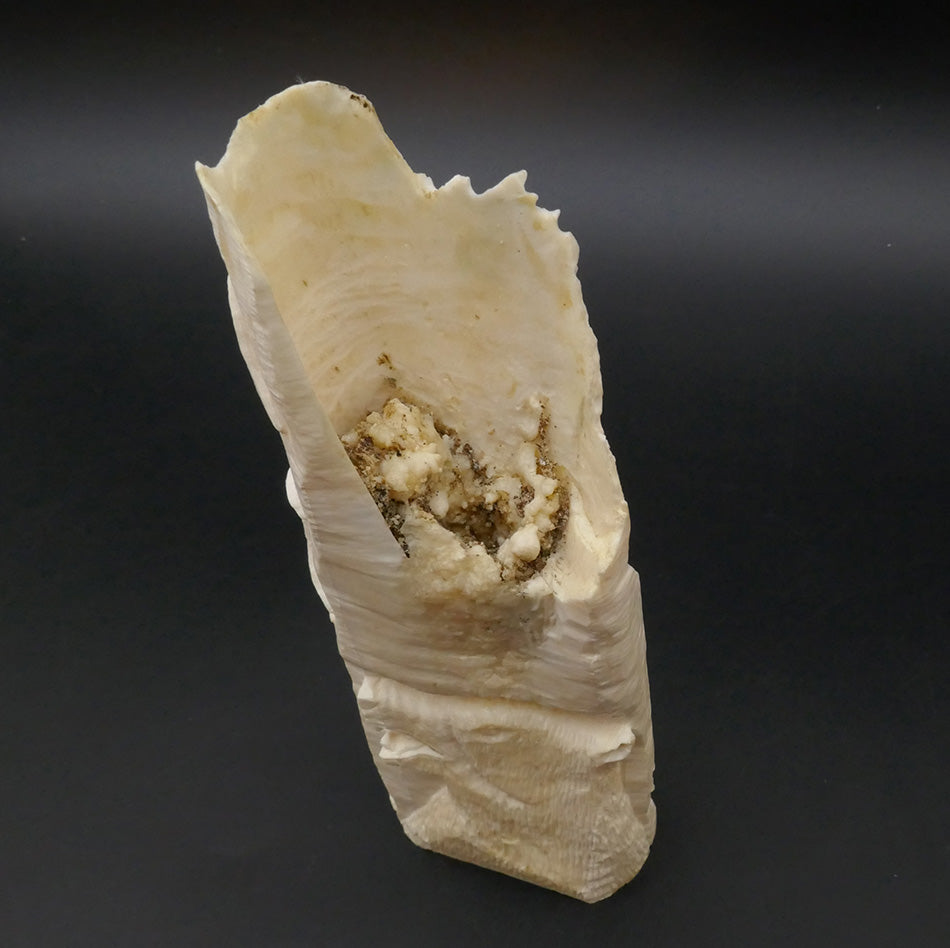 Archie Slwooko Impression of Alaska Bas Relief Walrus Tusk Eskimo Art
