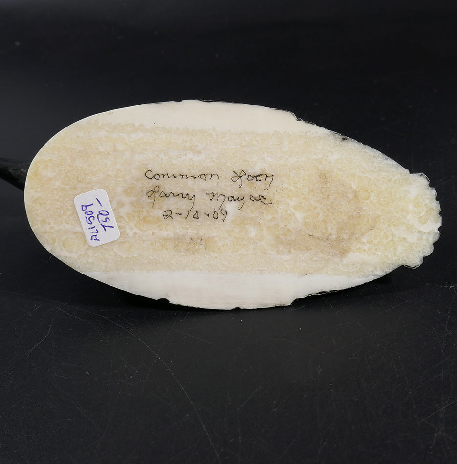Larry Mayac Common Loon Inupiaq Eskimo Art Ivory Scrimshaw