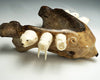 Sam Dimmick Bone Bear with Walrus Tusk Companions